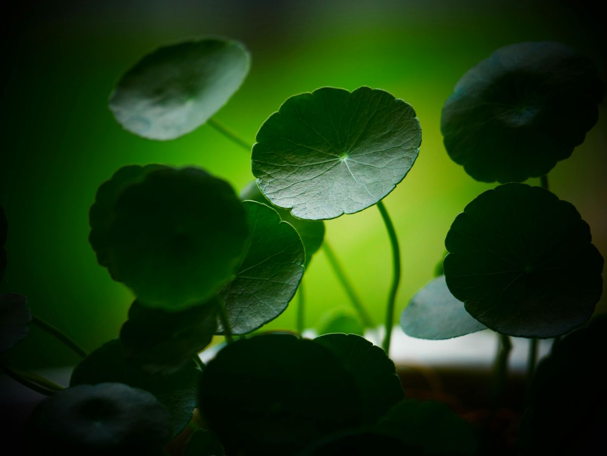 Centella Asiatica: Tajemství krásné a zdravé pleti